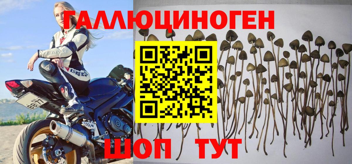Псилоцибиновые грибы Magic Shrooms Светлоград